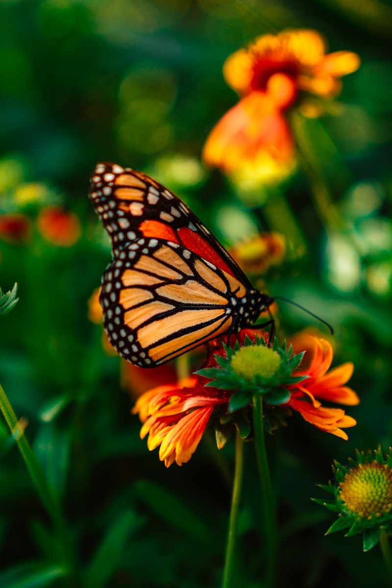Butterfly on a plant with orange flowers